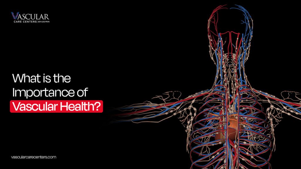 What is the Importance of Vascular Health?